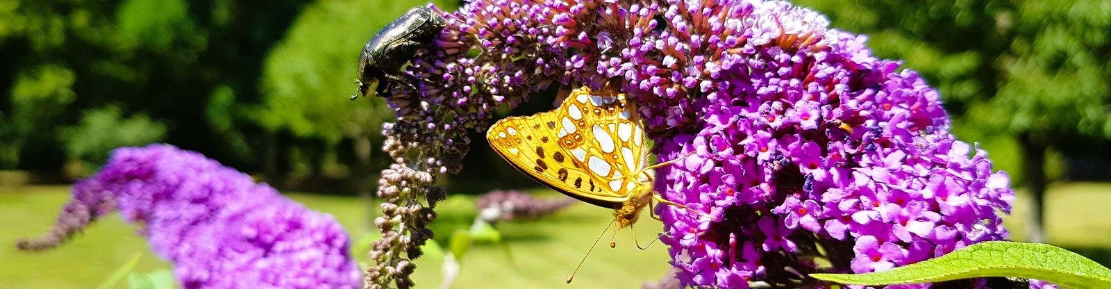 Biodiversitaet header